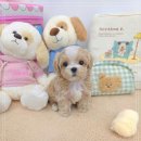 강아지분양 꽃강아지 중랑점 이미지