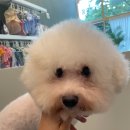 퍼피블랑 이미지