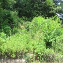 금암저수지 이미지