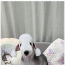 즐거운 애견미용 이미지