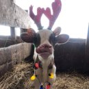 (유) 정인 이미지