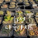 다육이아지트