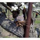 비둘기집 이미지