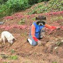 철용농장 이미지