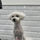 마이뷰티독스타필드위례점 이미지