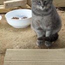 얼룩이농장 이미지