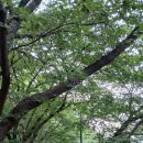 6/19(금) 10:50분/7호선철산역/안양천 철망산길따라 도덕산 숲길로 광명사거리역(광명시장) 갑니다 (8km)하 이미지