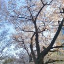 장안벚꽃길 이미지