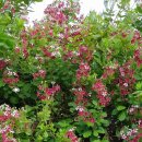 중앙전자통신 이미지