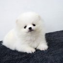 빵실빵실 이미지