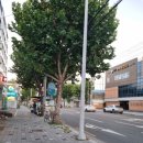 원대오거리 시장방향 이미지