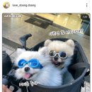 강아지 친구 이미지