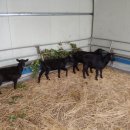 금교농장 이미지