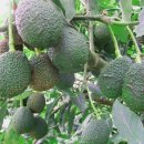 아보카도(Avocado) 이미지