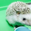 아이러브뭉치 네이버블로그