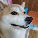 충성농장1 이미지