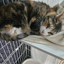 동물보육원 대전서구갈마지부 이미지