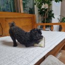 오산동물병원 | 오산동물병원 강아지 십자인대 수술