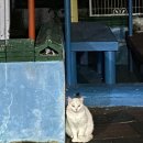 영월힐링숲펜션 | 강원도 영월 펜션 추천] 강원도 가족 펜션, 영월 단체 펜션으로 오기 좋은 '영월 힐링숲펜션' 힐링 그...