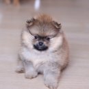 예뻐예
