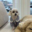 몽시어 네이버블로그