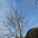 입면 흑석리 마을회관 | 매월저수지 둘레길 트레킹[곡성 입면]...그리고 연말총회