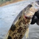 보성강8 이미지