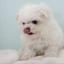 강아지,반하다 이미지