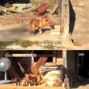 누렁이농장 이미지