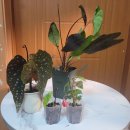 <b>초코맘</b>님 나눔 이벤트 식물 도착 소식!