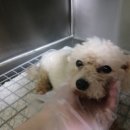 다사랑동물병원 이미지