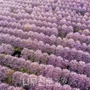 오동슈퍼 이미지