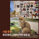 고양이카페 루프캣미 명동점 이미지