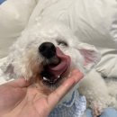 트리트멍트 이미지