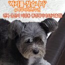 강아지를찾습니다, 슈나워저 믹스, 수컷, 전북 군산시 미장동 풍경채아파트(가출함) 이미지