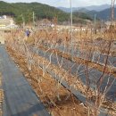 하은농장 이미지