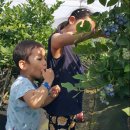 주전블루베리 이미지