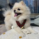 지아네멍멍애견샵 | 까다로운 우리 강아지도 폭풍 흡입! 부평 개나줘봐 케이크 솔직 후기🎂🐶🐾