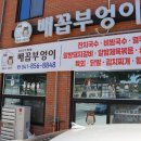 배꼽부엉이