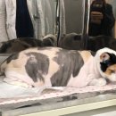 오블리 동물병원 이미지