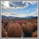 마왕족발(연천전곡점) | 오늘 N 경기 연천 임진강 댑싸리 정원 위치 개화 상황 사진 명소