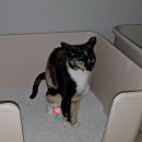 티에스엘 이미지