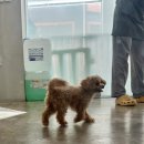 부산애견호텔 24시 강아지 유치원 미용 도그드림 서면점 이미지