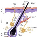 경희운송한의원 | 부평탈모)2.모발의 구조
