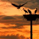 황새둥지 이미지