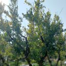 여주-0532 이미지