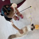고양이라서 행복해 | 광명고양이카페 고양이라서행복해 아이와 가볼만한 곳
