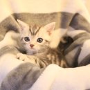 도그마루 강아지고양이 평택점 이미지