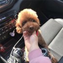 향남펫살롱 이미지