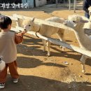 가평 양떼목장 | 가평 양떼목장 후기 아이랑 가기 좋은 서울 근교 나들이 코스